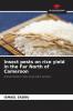 Insect pests on rice yield in the Far North of Cameroon