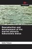 Reproduction and development of the marine planaria Sabussowia dioica