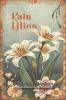 Rain Lilies
