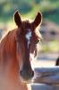 Kid's Equine Photography Book: Volume One