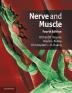 Nerve and Muscle