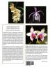 Orchid Species Culture: Pescatorea to Pleione (Orchid Species Culture: Pescatorea Phaius Phalaenopsis Pholidota Phragmipedium Pleione)