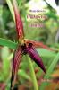 Photo Intro to: Wild Orchids of Borneo