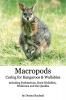 Macropods - Caring for Kangaroos and Wallabies: including Pademelons Rock Wallabies Wallaroos and the Quokka