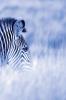 Alive! zebra stripes - Blue duotone - Photo Art Notebooks (6 x 9 series): by Photographer Eva-Lotta Jansson