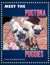 Meet the Pugtona Puggies