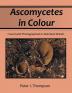 Ascomycetes in Colour: Found and Photographed in Mainland Britain