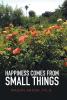 Happiness Comes from Small Things