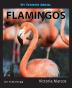 My Favorite Animal: Flamingos