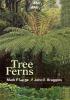 Tree Ferns