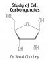 Study of Cell Carbohydrates : It presents detailed discussion of reducing sugar D-Ribose