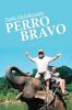 Perro Bravo