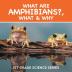 What Are Amphibians? What & Why: 1st Grade Science Series