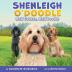 Shenleigh O'Doodle Half Golden Half Poodle