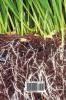 The Soil and Health