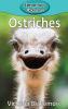 Ostriches: 91 (Elementary Explorers)