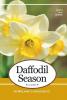 Daffodil Season