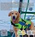 Life of Bailey: A True Life Story: Bailey Learns To Sail: BOOK3