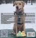 Life of Bailey: Bailey's First Winter: BOOK5