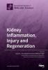 Kidney Inflammation Injury and Regeneration